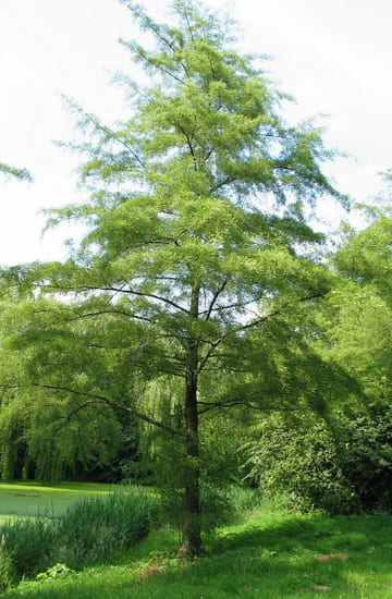 Arbre dans un parc.jpg